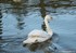 Cygne