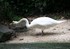 Cygne
