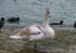 Cygne