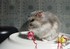 Hamster
