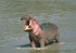 Hippopotame