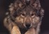 Loup