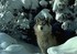 Loup