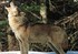 Loup