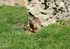 Marmotte