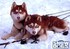 Chiens des neiges