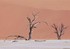 Desert