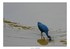 Aigrette bleue