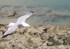 Vol d'oiseaux