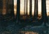 Sous bois en hiver