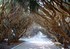 Allée des dragonniers - Jardin d'essai, Alger