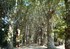 Allée des platanes - jardin d'essai, alger