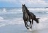Cheval sur la plage