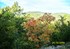 Couleurs d'automne