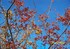 Beau ciel bleu et beau feuillage d'automne