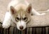 Bébé husky
