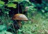 Champignon des bois