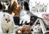 Chatons