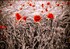 Coquelicot