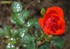 La pluie en rose