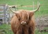 Vache écossaise