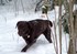 Labrador dans la neige