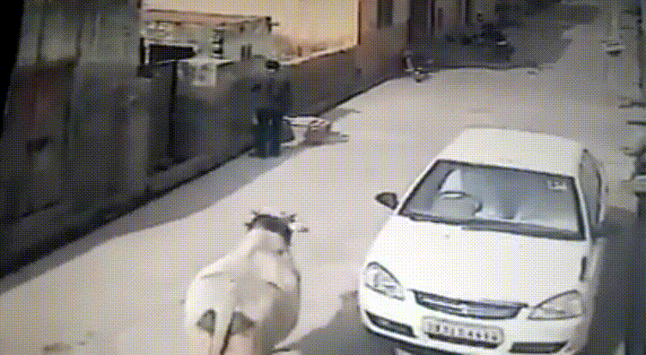 Vache sacrée ou sacrée vache?