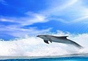 Oceanic dolphin Puzzle Jeux