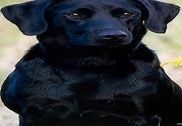 Labrador Retrievers Wallpapers Internet