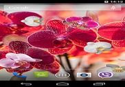 Orchid Live Wallpaper