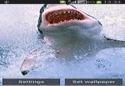 Magic Touch Shark Attack LWP Internet