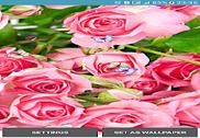 Rose Live Wallpapers Internet