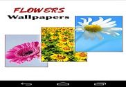 Flower Wallpapers Internet