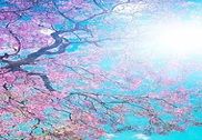 Spring Wallpapers Internet