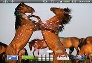 Wild Horses Live Wallpaper