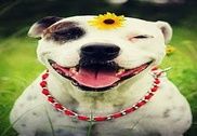 Pit Bull Imagenes 2 Internet