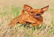 Pinscher nain Wallpapers Internet