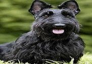 Écossaise Terrier Fonds d'écra