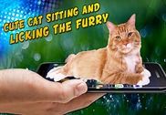 Cat Walk in Phone Joke: animation mignonne Maison et Loisirs