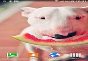 Bull Terrier Wallpaper Maison et Loisirs