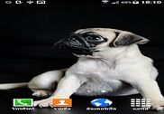 Pug Wallpaper Maison et Loisirs