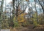 Forêt d'Automne Personnalisation de l'ordinateur