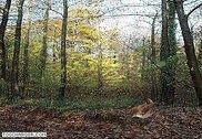 Oiseaux dans la forêt Personnalisation de l'ordinateur