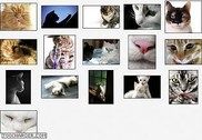 Cute Kitties Personnalisation de l'ordinateur