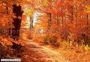 The Colors of Autumn Scenic Reflections Screen Saver Personnalisation de l'ordinateur
