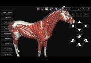 3D Horse Anatomy Software Education