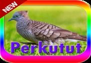 Suara burung perkutut terbaik