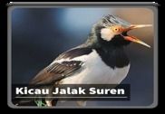 Kicau Suara Burung Jalak Suren Multimédia