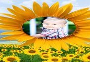 Sunflower Frames Photo Editor Multimédia