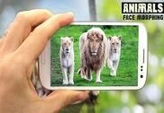 Animals Face Morphing Multimédia